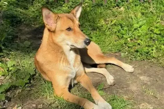 Собака найдена: ул. Лейтейзена, 6, Тула