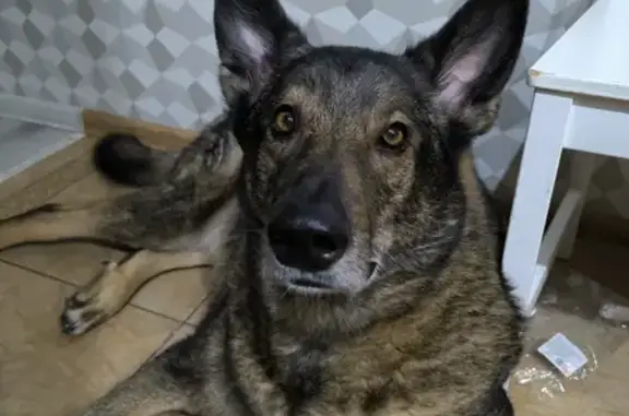 Собаки потеряшки, , фото: Потеряшка собака в Непотягово, 19-220Н-059