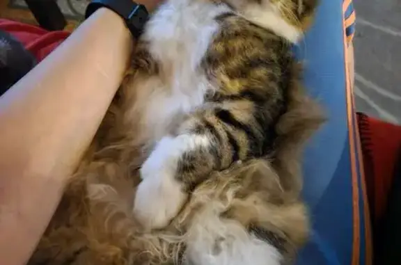 Кошки потеряшки, Ленинградская область, фото: Потеряшка кошка, Виллозское, Ленобласть