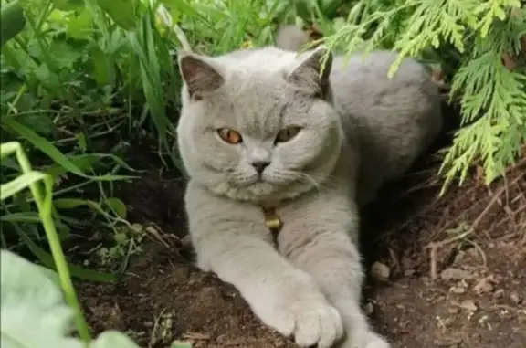 Пропала кошка, Пионерский 46Н-02873