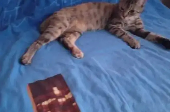 Найдена кошка, ул. Есенина 129/7, Краснодар