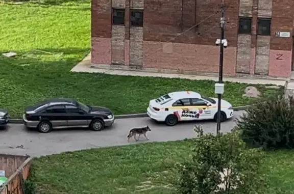 Овчарка найдена на Двинской ул., 16 к3