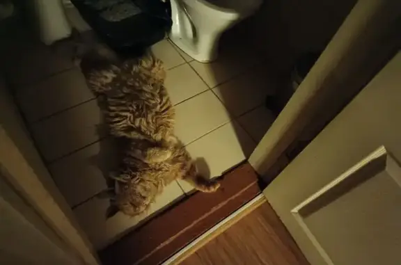 Кошки потеряшки, Красноярск, фото: Потеряшка мейн-кун, ул. Гусарова, 48АС41