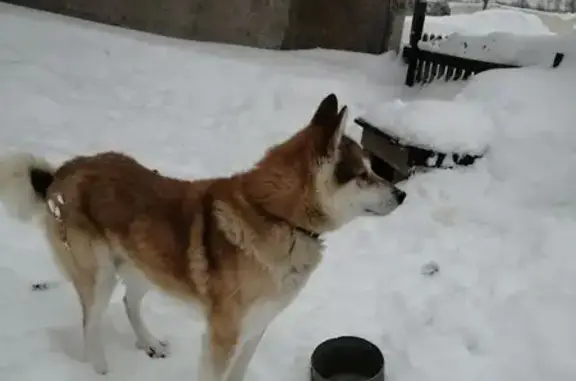 Пропала собака, ул. Тарараева 25, Гремячинск