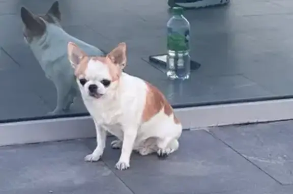 Найдена собака, Чебоксары, фото: Собака найдена: Школьный проезд, Чебоксары