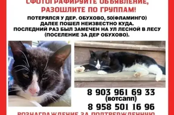 Кошки потеряшки, Обухово, фото: Потеряшка кошка, Обухово, 50