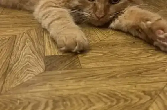 Кошки потеряшки, Брянск, фото: Потеряшка кошка, Брянск, Волочаевская 42