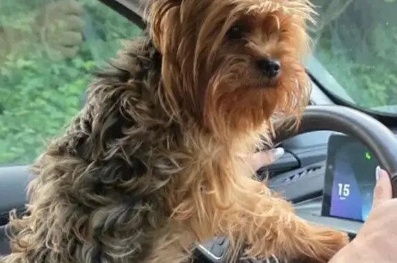 Собаки потеряшки, Монетный, фото: Потеряшка йоркширский терьер, ул. Свободы