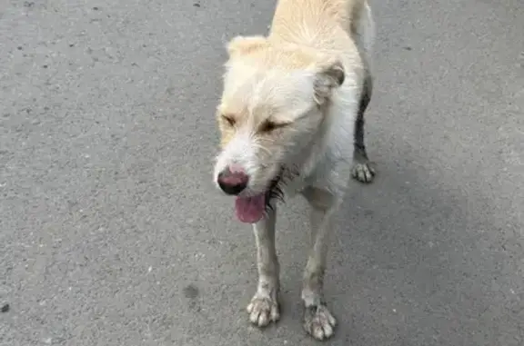 Найдена собака, Бийск, фото: Собака найдена у Радищева 20/2, Бийск