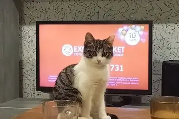 Пропала кошка, Первомайская 82, Волжский