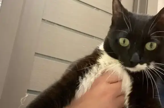 Найдена кошка, Тюмень, фото: Нашлась кошка, ул. Газовиков, 35, Тюмень