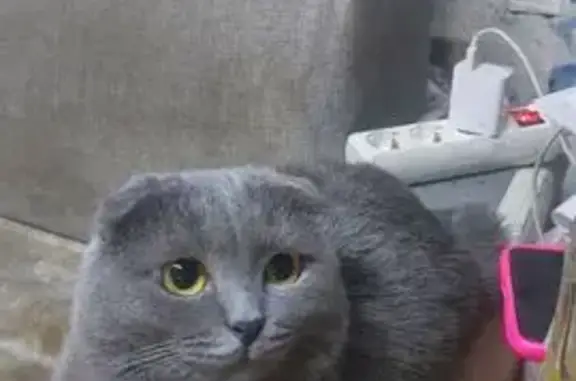 Кошки потеряшки, Бийск, фото: Потеряшка кот, ул. Белинского, 6, Бийск