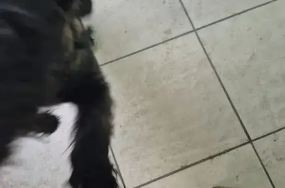 Собака найдена на Базовской, 5, Краснодар