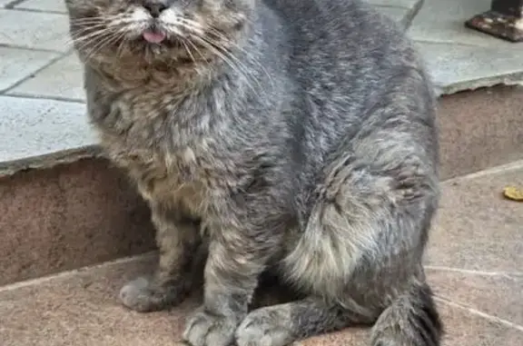 Найдена кошка, Кратово, фото: Кошка найдена: ул. Блюхера, Кратово