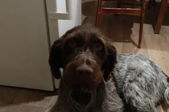 Найдена собака, Тверь, фото: Найдена собака на Барминовской, 1А, Тверь