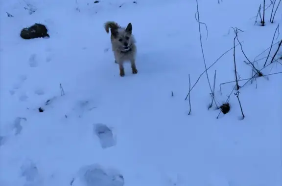 Пропала собака у школы №19, Шунема