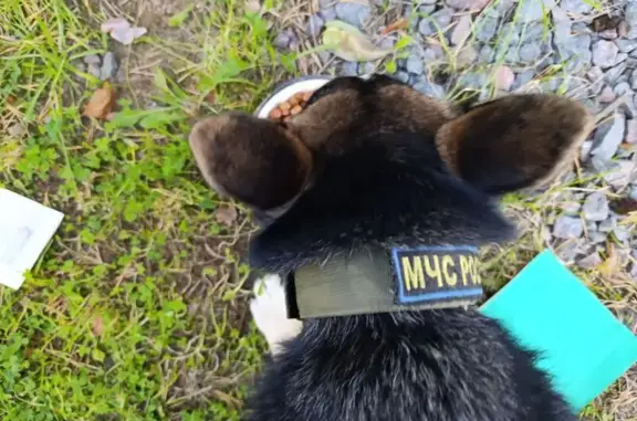 Найдена собака, Васкелово, фото: Собака МЧС найдена, Сосновая 9, Васкелово