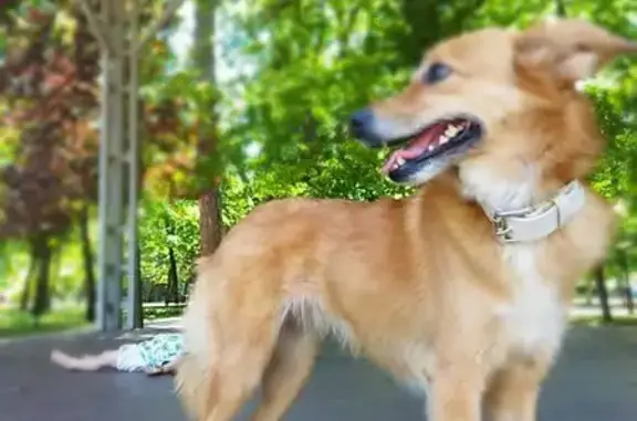 Собаки потеряшки, Керчь, фото: Потеряшка собака, Крымский мост, А-290