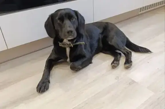 Найдена собака, Ангарский городской округ, фото: Собака найдена на Электротехник, Иркутск