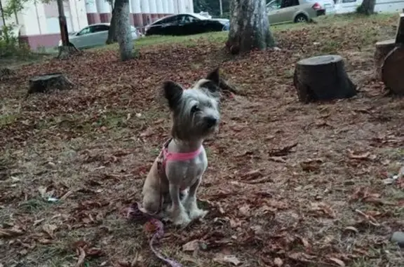 Найдена собака, Владикавказ, фото: Найдена собака, Иристонская ул., Владикавказ