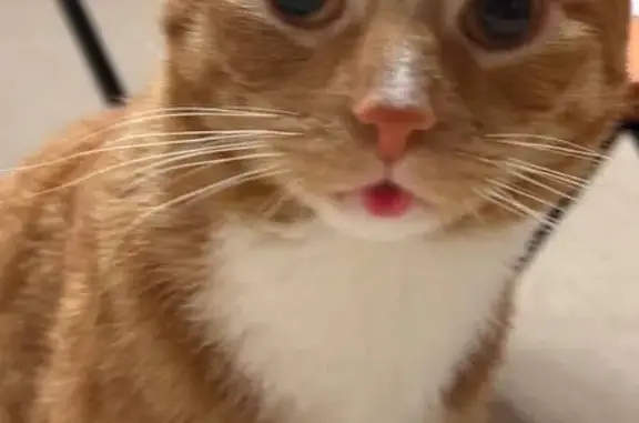 Пропала кошка, Саввинское шоссе 15