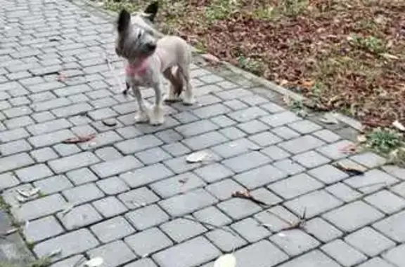 Найдена собака, Владикавказ, фото: Найдена собака, Иристонская ул, 3/2, Влкз