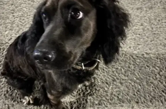 Спаниель найден в Чите, Забайкалье