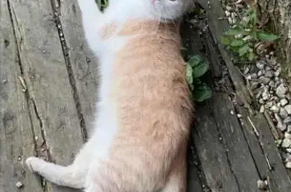 Пропала кошка, ул. Гоголя 17, Кунгур