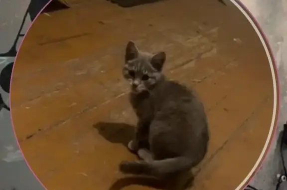 Найдена кошка, Ярославль, фото: Кошка найдена на Балтийской, 13/23, Ярославль