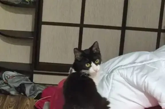 Кошки потеряшки, Ростов-на-Дону, фото: Потеряшка кошка, 2-я Краснодарская, 163 к1