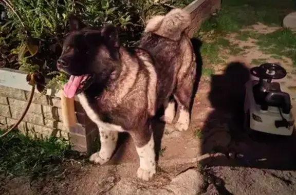 Найдена собака, Тула, Ложевая 136