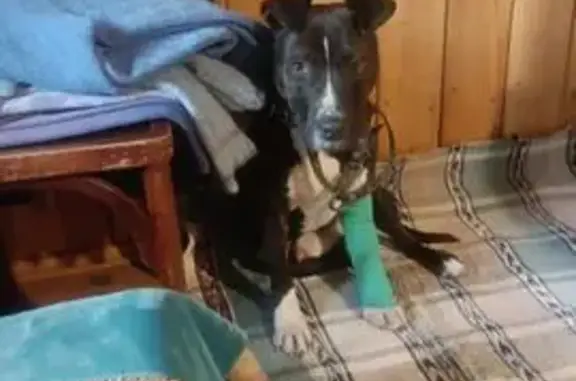 Найдена собака, Свердловская область, фото: Найдена собака, Свердловская обл.