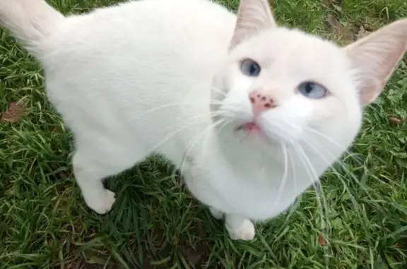 Найдена кошка, Вологодская область, фото: Найдена белая кошка, Дубрава, Вологда