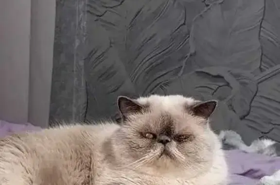 Пропала кошка, ул. Нади Фёдоровой, Гатчина