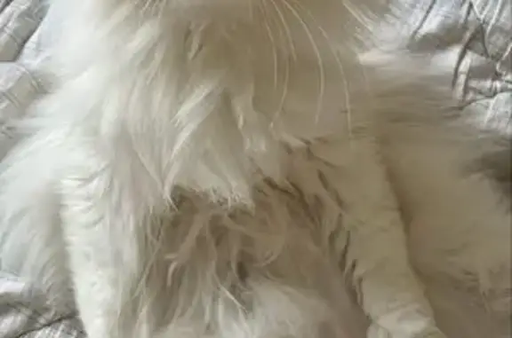 Кошки потеряшки, Курган, фото: Потеряшка кот Майк, ул. Дзержинского, 46А