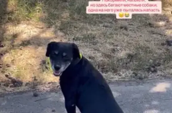 Найдена собака, ул. Головатого, 665, Краснодар