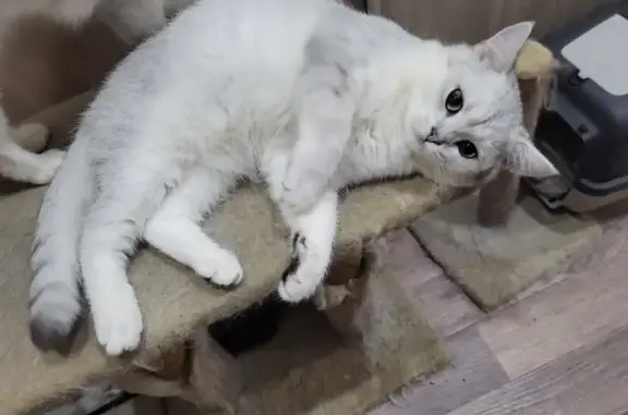 Пропала кошка, ул. Шишкина 185, Челябинск