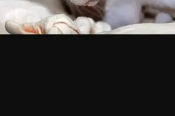 Пропала кошка на Пугачёва, 4, Туймазы