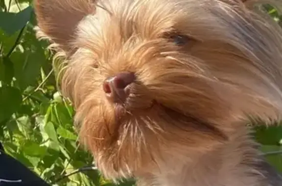 Собаки потеряшки, Исилькуль, фото: Потеряшка собака у поля «Иртыш», Исилькуль