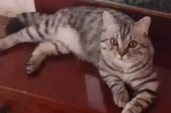 Пропала кошка на Широтной 11, Усть-Катав