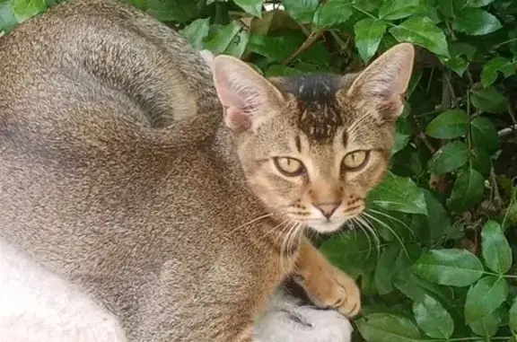 Кошки потеряшки, , фото: Потеряшка кошка, Донецк, Панфилова 55