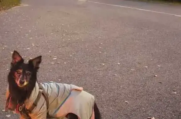 Найдена собака, Казань, фото: Собака найдена в пос. Крутушка, Казань