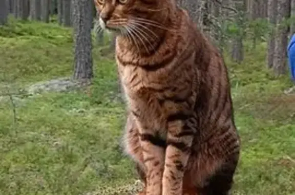 Кошки потеряшки, Приозерск, фото: Потеряшка кошка Лили, Садовая ул., Приозерск