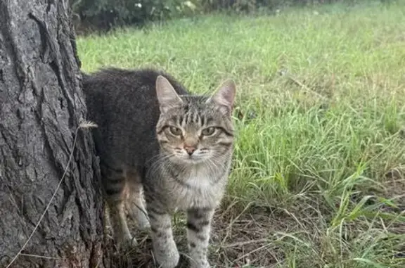 Найдена кошка, Оренбург, фото: Котёнок найден в Оренбурге, ул. Театральная