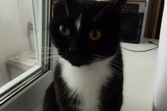 Найдена кошка, Ярославль, фото: Найдена кошка, пр. Доброхотова 4, Ярославль