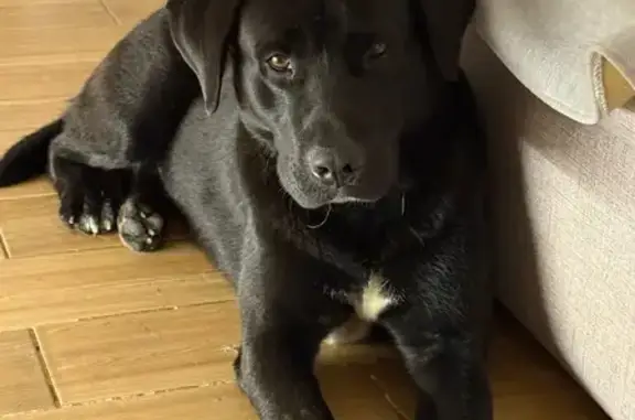 Найден черный лабрадор, Ижевск, Удмуртия