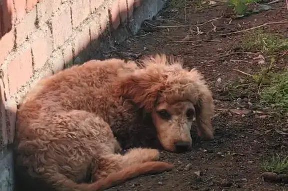 Собаки потеряшки, Челябинск, фото: Потеряшка собака, пер. Мамина, Челябинск