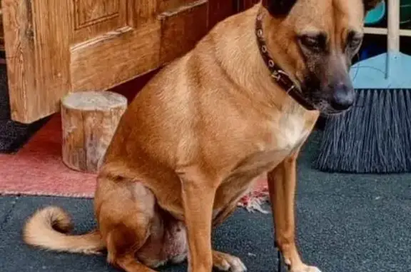 Собаки потеряшки, Липецкая область, фото: Потеряшка собака Рыжая, Липецкая область