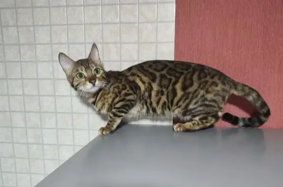 Пропала кошка, ул. Иванихиной, 1, Калининград