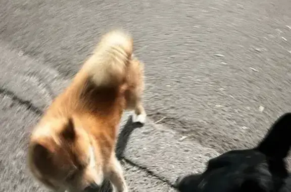 Собака найдена у подъезда, Ростов-на-Дону